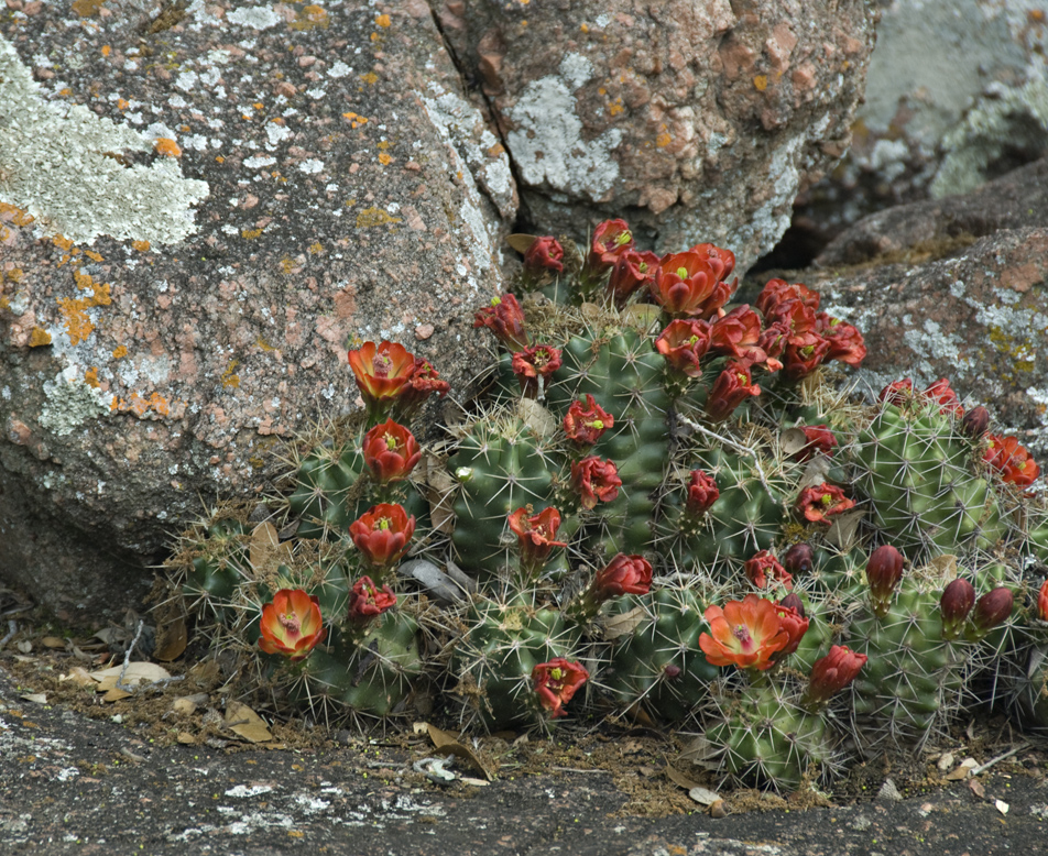 Claret Cup Cactus